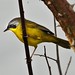 Pia-cobra - Masked Yellowthroat