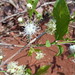 Campomanesia eugenioides DSC02719 Flores de Guabiroba