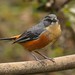 Buff-throated Warbling-Finch // Quete-do-sudeste