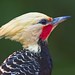 Blond-crested Woodpecker // Pica-pau-de-cabeça-amarela
