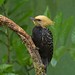 Blond-crested Woodpecker // Pica-pau-de-cabeça-amarela