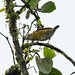 White-vented Euphonia