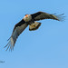 Crested Caracara Taking a Look