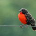 Soldadito, Red-breasted Meadowlark, Red-breasted Blackbird (Leistes militaris) (Sturnella militaris)