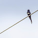 SWALLOW, White-banded
