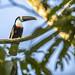 TOUCAN, White-throated