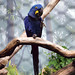 animals_bird_hyacinth_macaw_035