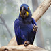 animals_bird_hyacinth_macaw_032