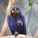 animals_bird_hyacinth_macaw_027