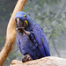 animals_bird_hyacinth_macaw_014