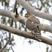 Sharp-shinned Hawk (Accipiter striatus), juvenile
