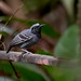 Black-faced Antbird/Formigueiro-de-cara-preta/Hormiguero carinegro (Myrmoborus myotherinus) (male)