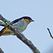 Pintasilgo Rabiamarillo, Yellow-backed Tanager (Hemithraupis flavicollis)