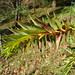 Araucaria angustifolia (Bertol.) Kuntze 1898 (ARAUCARIACEAE).