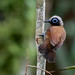 Hairy-crested Antbird/Mãe-de-taoca-cabeçuda/hormiguero canoso (Rhegmatorhina melanosticta) male