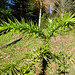 Araucaria angustifolia (Bertol.) Kuntze 1898 (ARAUCARIACEAE).