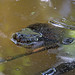 Anaconda - Eunectes murinus