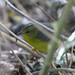 Golden-crowned Warbler - Weslaco, TX - 5 Feb 2022