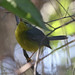 Golden-crowned Warbler - Weslaco, TX - 5 Feb 2022
