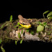 Brown vine snake (Oxybelis aeneus)