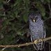 Black-banded Owl // Búho Negribandeado // Coruja-preta