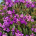 Tibouchina Granulosa - Purple Glory - Flower - Leaf - G - W