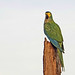 Guacamayas Buchirrojas, Red-bellied Macaw (Orthopsittaca manilatus)