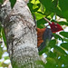 Carpintero Cuellirrojo, Red-necked Woodpecker (Campephilus rubricollis)
