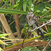 Ladder-tailed Nightjar (male)