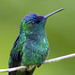 Violet-capped Woodnymph (Thalurania glaucopis), REGUA, Brazil
