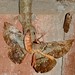 Tropical House Gecko (Hemidactylus mabouia) catching a Red Tail Moth (Hypopyra capensis)