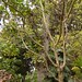 Tibouchina granulosa im Jardín Botánico Puerto Cruz