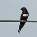 Golondrina Pectoral, White-banded Swallow (Atticora fasciata)