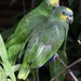 Orange-winged and Yellow-crowned Parrots
