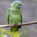 Amazona harinosa, Amazona farinosa, Mealy parrot
