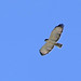 Águila Rabicorta, Short-tailed Hawk (Buteo brachyurus)