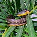 Spilotes pullatus - Serpent chasseur