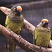 Peach-fronted Conure