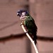 Painted Conure
