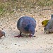 Ruddy ground dove, Picazuro pigeon, Scaled dove & pair of Saffron finches.