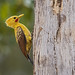 Celeus flavus - Cream-colored Woodpecker - Carpintero Amarillo 05