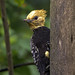 Blond-crested Woodpecker (Celeus flavescens)
