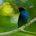 Swallow-tailed Manakin ( m )