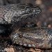 Helicops angulatus (Brown-banded Water Snake) and Helicops leopardinus (Leopard Keelback)