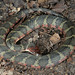 Helicops angulatus (Brown-banded Water Snake)