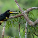 Many-banded Aracari