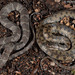 Helicops angulatus (Brown-banded Water Snake) and Helicops leopardinus (Leopard Keelback)