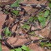 Imantodes cenchoa (Blunt-headed Tree Snake)