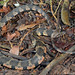 Helicops angulatus (Brown-banded Water Snake)