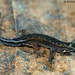 Pseudogonatodes guianensis (Guyana Clawed Gecko or Amazon Pygmy Gecko)